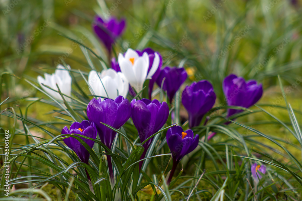 Fototapeta premium crocus flowers - one of spring flowers