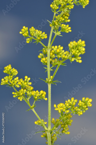 Echtes Labkraut,  Galium Verum photo