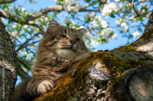 A long Haired domestic Tabby Cat in an apple tree on a sunny day in the spring