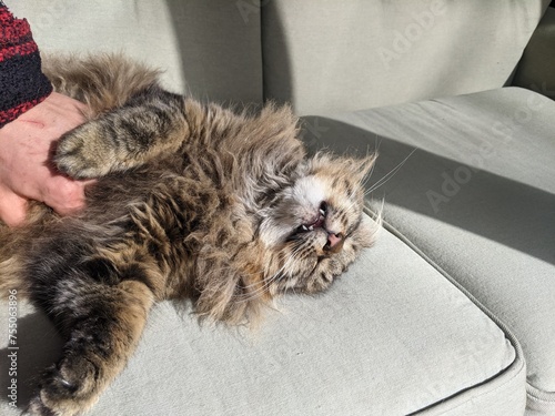 A long Haired Tabby Cat on a couch on his back being pet on his belly