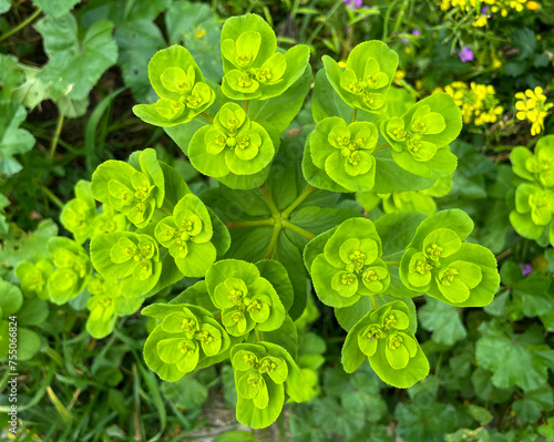 Euphorbia helioscopia, the sun spurge or madwoman's milk, is a species of flowering plant in the spurge family Euphorbiaceae. It is a herbaceous annual plant, native to most of Europe, Africa. photo