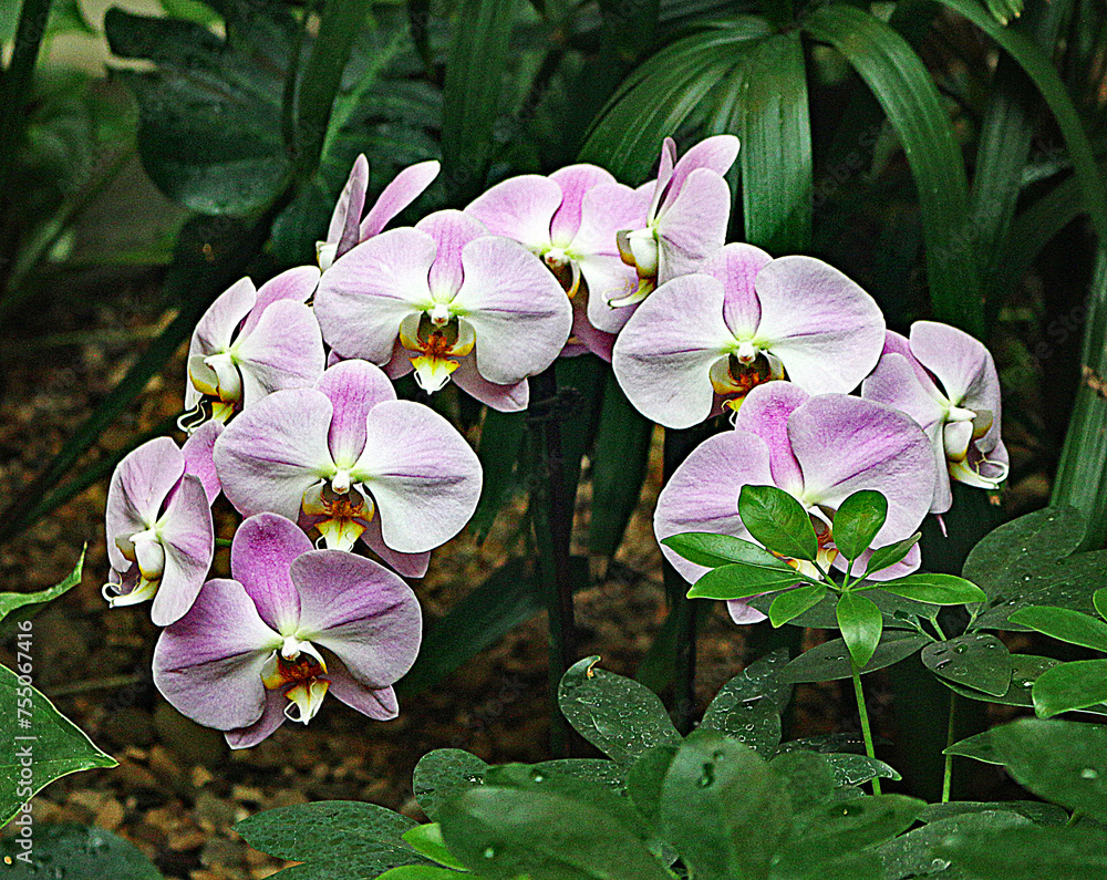 pink orchid flower