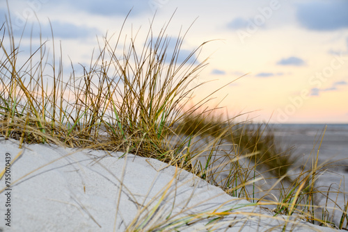 Dunes on the North Frisian Island Amrum in Germany  dune grass  sunset  beach