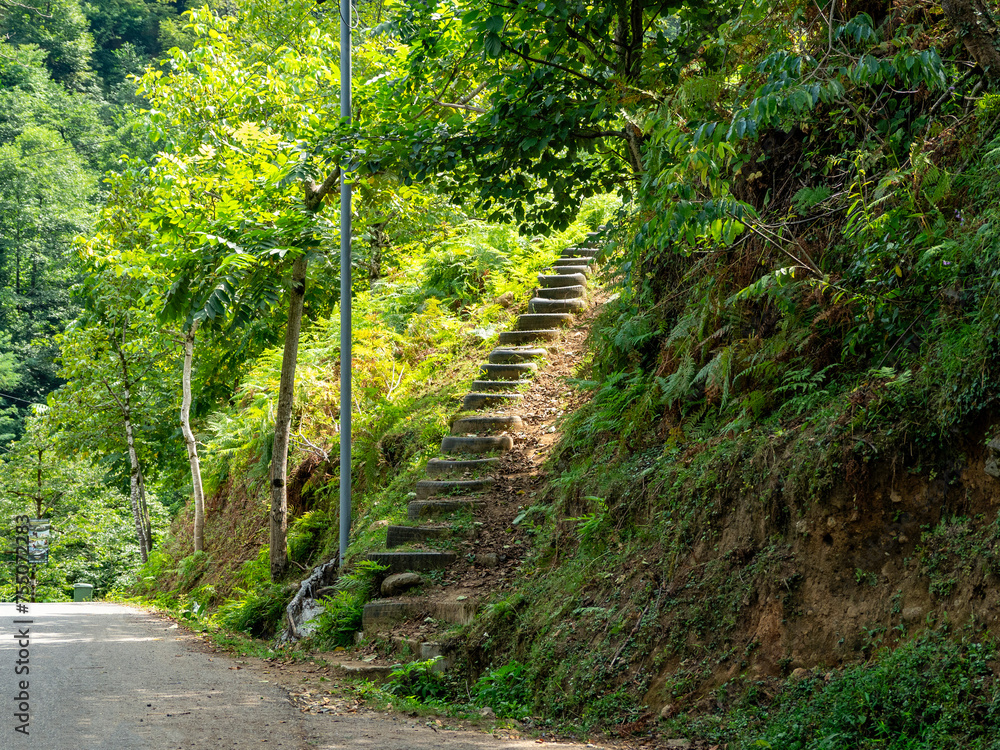Obraz premium footpath in the forest