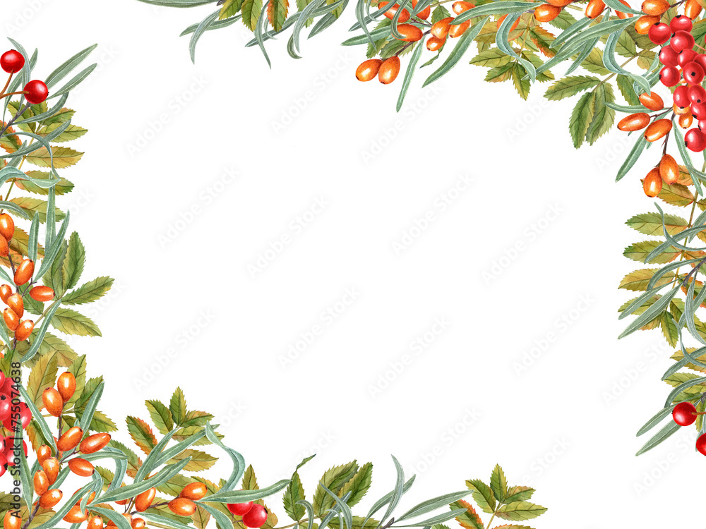 Naklejka premium Leaves, bunch of sea buckthorn, viburnum berries, rowan berries. Watercolor illustration of autumn harvest. Horizontal frame. Thanksgiving day. Teacher Day. Space for text