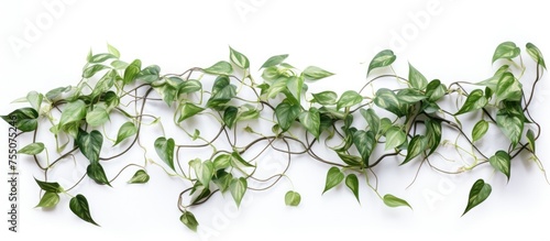 A cluster of lush green leaves from the Epipremnum Marble or Scindapsus Silver plant set against a clean white background. The leaves display intricate patterns and textures,