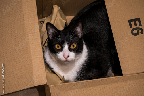Portrait of a male cat in a cardboard box. Black and white cat