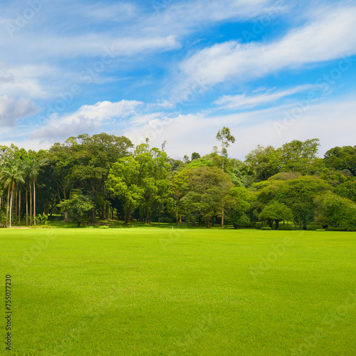 Fototapeta Naklejka Na Ścianę i Meble -  Beautiful large park with green lawn covered with grass.