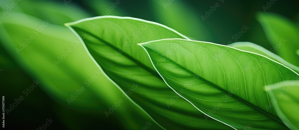 Φωτογραφία The detailed close-up showcases the intricate veins and vibrant green color of a single leaf