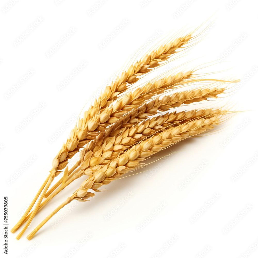 An ear of wheat, white background, professional photo сreated with Generative Ai An ear of wheat, white background, professional photo сreated with Generative Ai