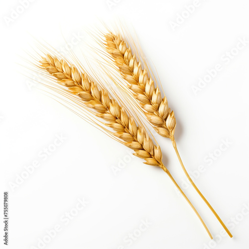 An ear of wheat, white background, professional photo сreated with Generative Ai