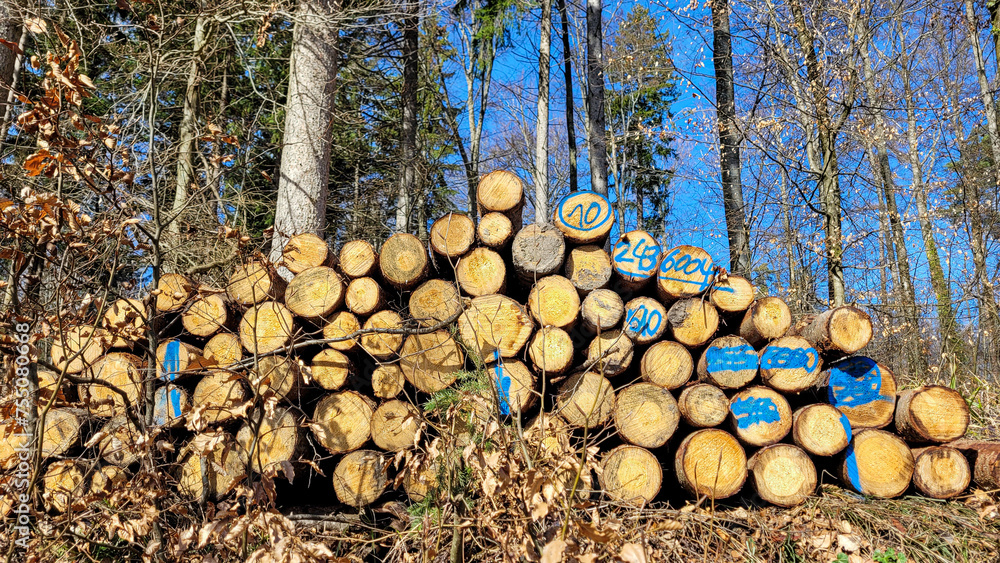 Storage of firewood, work in the woods, cut wood, woodcutter, firewood for fireplace, collect firewood in the woods