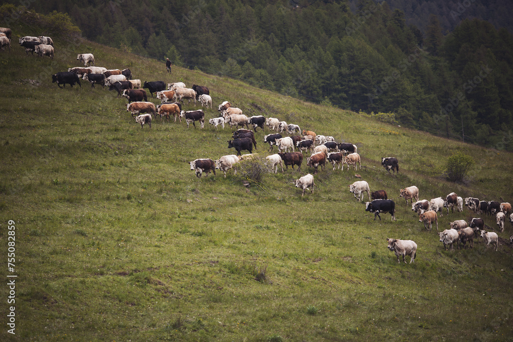 Cows pasture on grass in Alpine mountains. mountain landscape with caws on pasture.  Healthy food farming concept. 