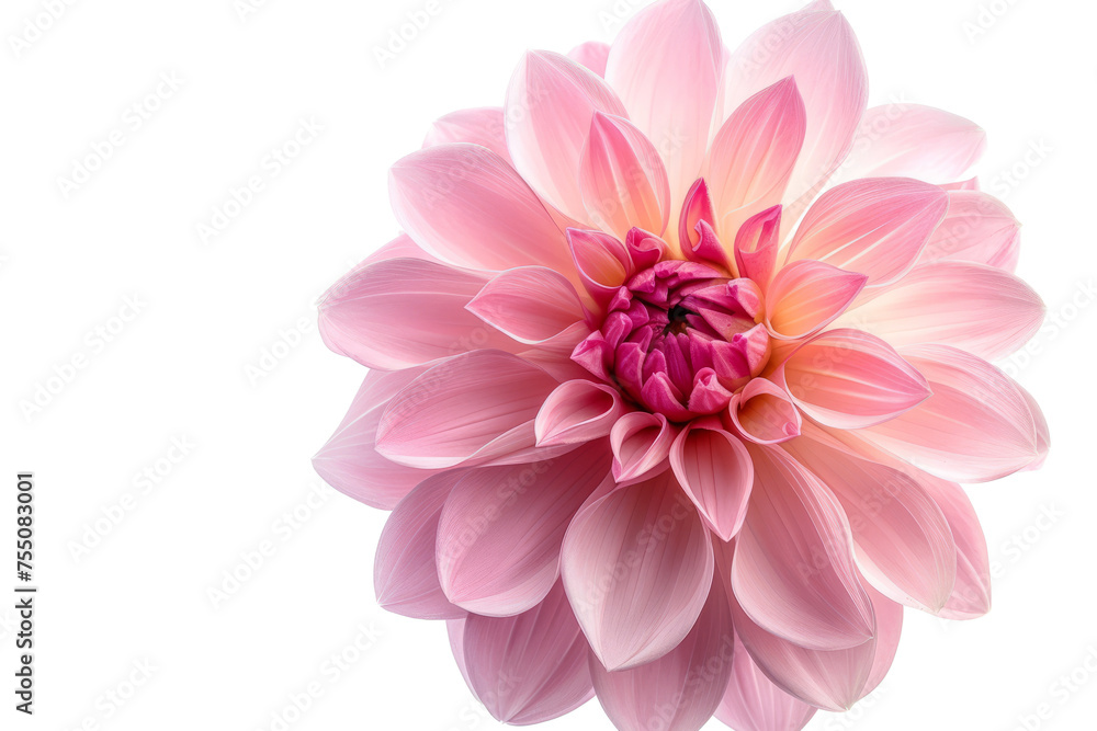 blooming beautiful pink flower isolated on transparent background With clipping path.3d rendering