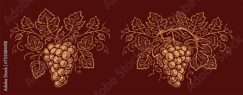 Grapes and leaves. Bunch grapevine ornament wine. Vineyard, winery emblem label vector photo