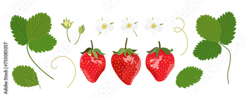 Strawberry berries and flowers on a white background. Vector set of strawberries.