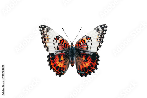 colorful isolated butterflies on white background 