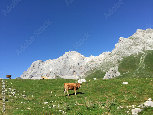 Paisaje montaña Asturias con vacas Picos de Europa, Spain