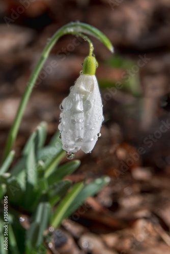 Snowdrop or common snowdrop (Galanthus nivalis) flowers