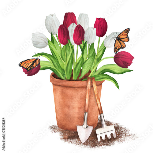 Hand-drawn watercolor illustration. Terracotta flowerpot with white and red tulips and butterflies. Garden pot with garden tools - rke and trowel photo