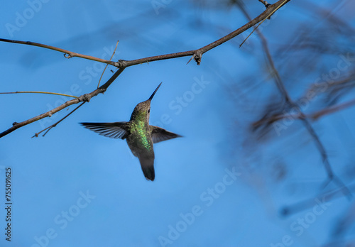 Hummingbird looking for nector and finding none photo