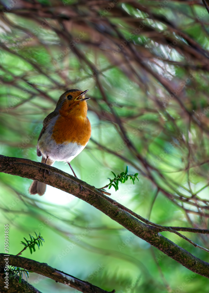 European Robin Red Breast(Erithacus rubecula) in National Botanic Gardens, Dublin, Ireland European Robin Red Breast(Erithacus rubecula) in National Botanic Gardens, Dublin, Ireland