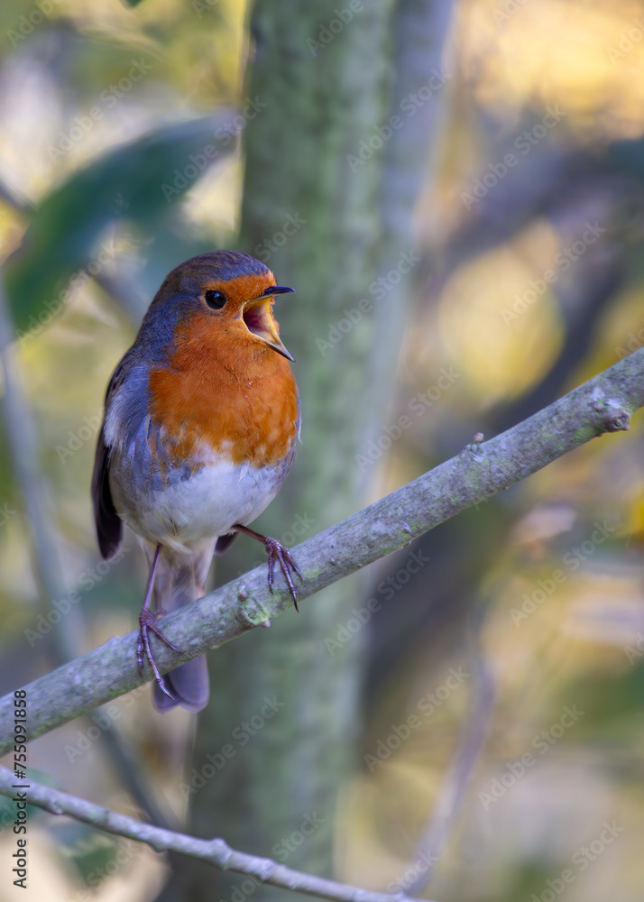 European Robin Red Breast(Erithacus rubecula) in National Botanic Gardens, Dublin, Ireland European Robin Red Breast(Erithacus rubecula) in National Botanic Gardens, Dublin, Ireland