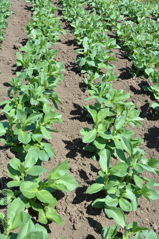 Horse bean (Vicia faba) grows in the soil Horse bean (Vicia faba) grows in the soil