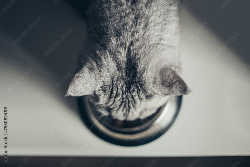 Adorable grey tabby british kitty standing with tail up close to metal bowl with feed and looking in camera on dark background. Cute purebred kitten going to eat. - obrazy, fototapety, plakaty 