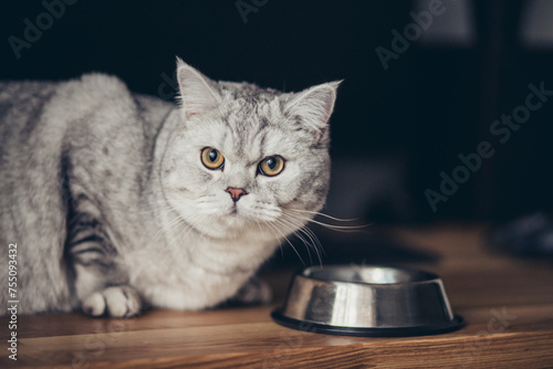 Adorable grey tabby british kitty standing with tail up close to metal bowl with feed and looking in camera on dark background. Cute purebred kitten going to eat.