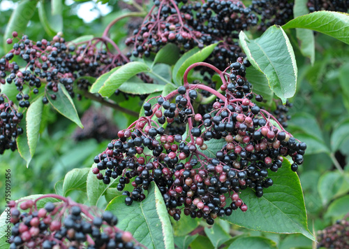 Bunch of elderberries with ripe berries photo