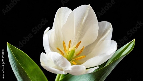 white tulip flower on isolated background closeup transparent background nature