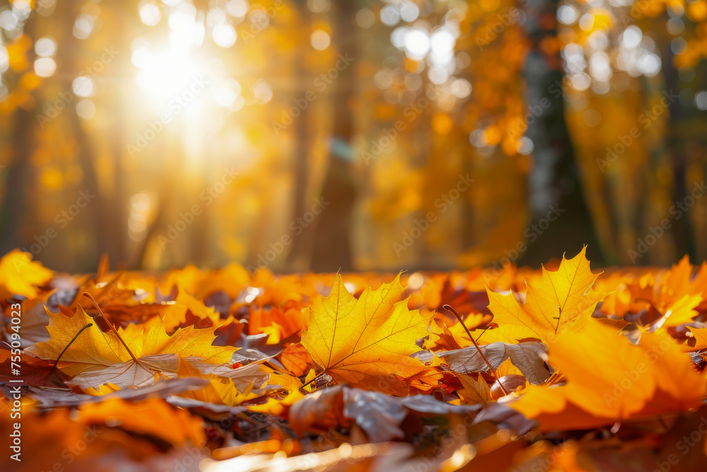 Golden Autumn Leaves in Morning Sunlight