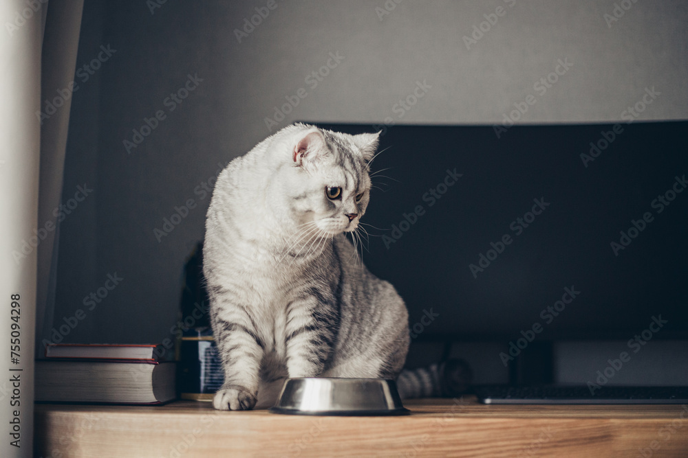 Adorable grey tabby british kitty standing with tail up close to metal bowl with feed and looking in camera on dark background. Cute purebred kitten going to eat. - obrazy, fototapety, plakaty 
