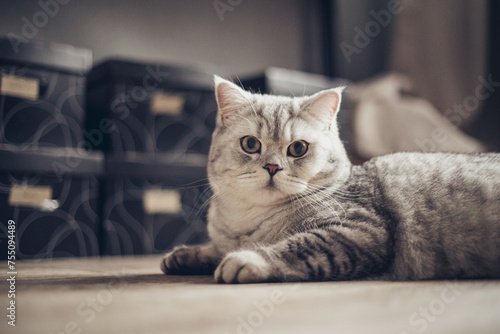 Fluffy british gray cat sitting on the floor. Beautiful purebred long haired kitty on the hardwood floor in living room. Close up, copy space, white wall background..