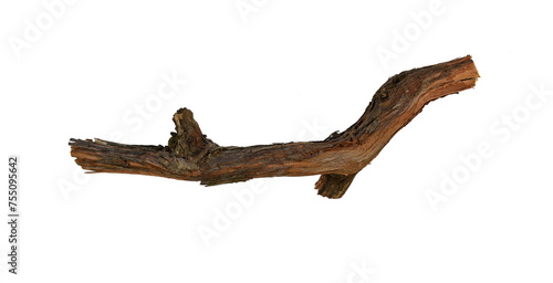 Dried vine branch as a decorative element isolated on white.
