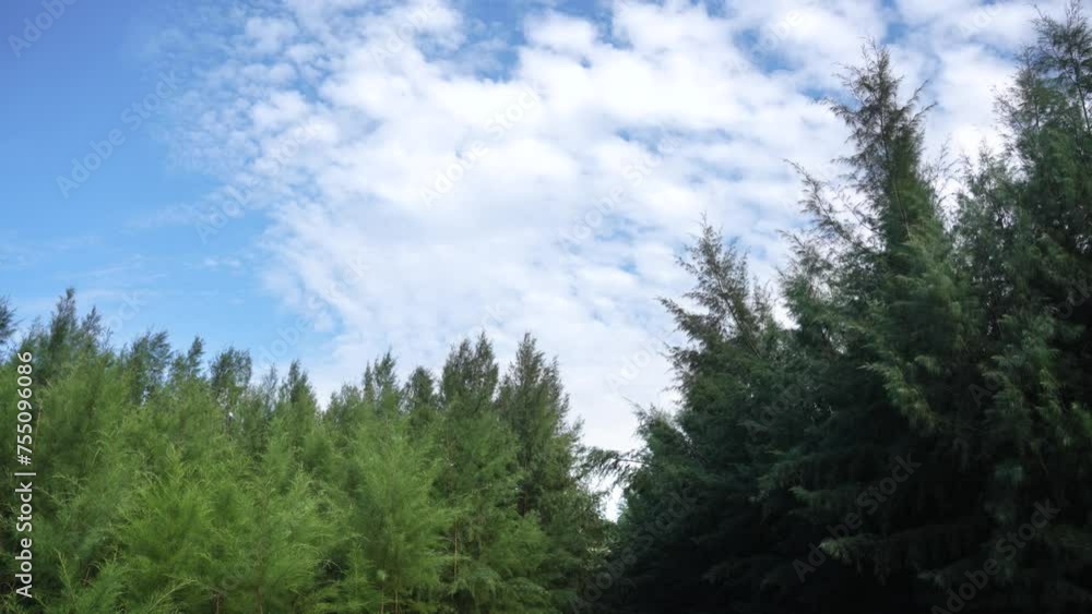A seashore forest, gentle breeze, moving clouds. A seashore forest, gentle breeze, moving clouds.