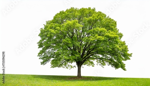 single green broadleaf tree isolated on white background