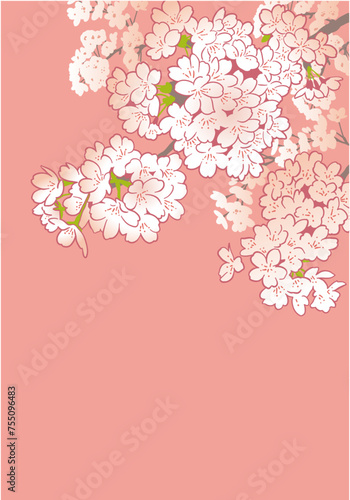 桜のデザインテンプレート。手描きの背景素材。和風。