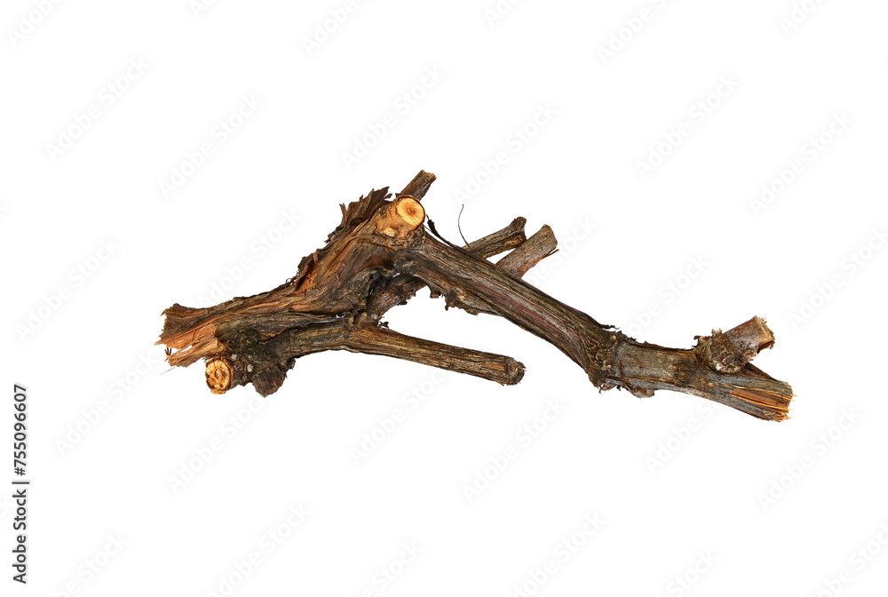 Fototapeta premium Dried vine branch as a decorative element isolated on white.