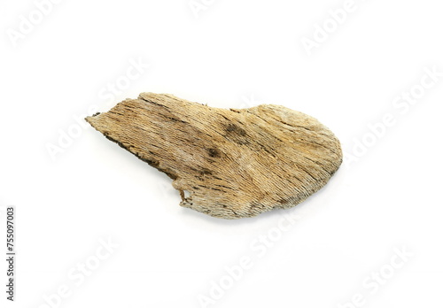 Piece of driftwood isolated on white background. Decorative bogwood.