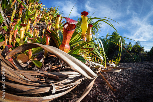 Low wide angle shot of the endemic carnivorous pitcher plants Nepenthes pervillei on Copolia trail in Seychelles photo