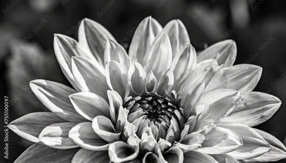 details of dahlia fresh flower macro photography black and white photo emphasizing texture contrast and intricate geometric floral patterns