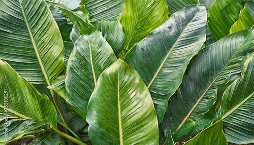 tropical leaves background texture nature concept