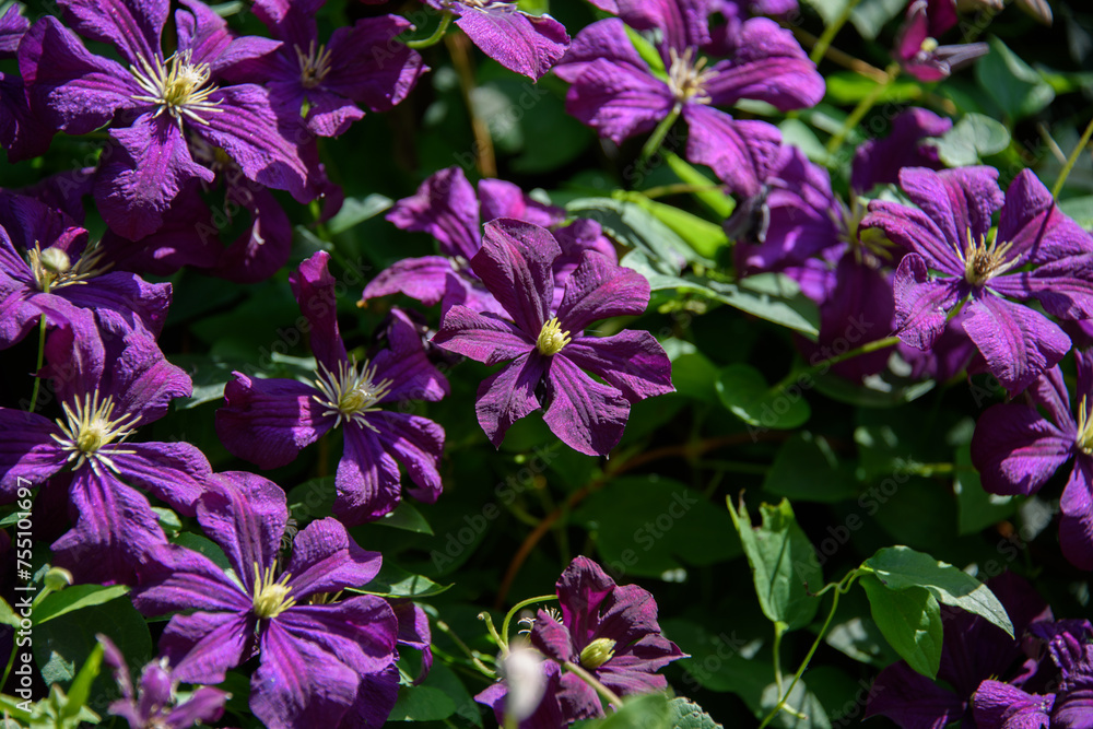 climbing plant clematis with large purple flowers and green leaves