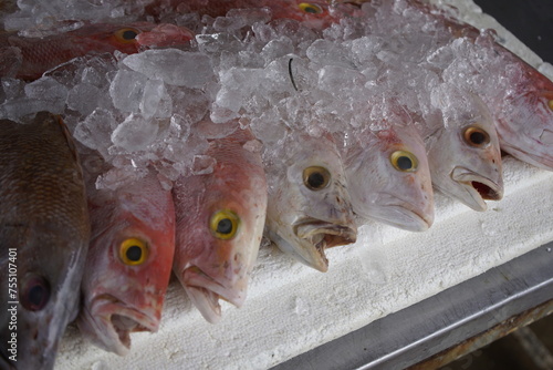 Lutjanus purpureus, the southern red snapper or Caribbean red snapper, is a species of marine ray-finned fish, a snapper belonging to the family Lutjanidae. Fortaleza – Ceará, Brazil.