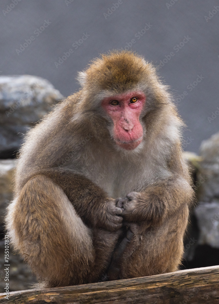 Japanese macaque (Macaca fuscata), also known as the snow monkey Japanese macaque (Macaca fuscata), also known as the snow monkey