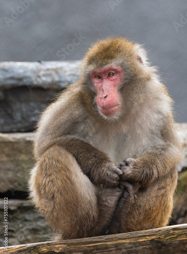 Japanese macaque  Macaca fuscata   also known as the snow monkey