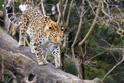  Amur leopard  Panthera pardus orientalis 