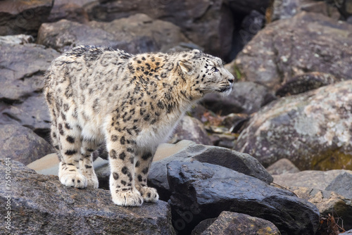 snow leopard (Panthera uncia), commonly known as the ounce